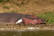 Hippo and cattle egret